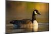 A Canada Goose on a Lake in Southern California-Neil Losin-Mounted Photographic Print