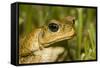 A Cane Toad in South Florida-Neil Losin-Framed Stretched Canvas