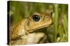 A Cane Toad in South Florida-Neil Losin-Stretched Canvas