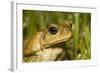 A Cane Toad in South Florida-Neil Losin-Framed Photographic Print