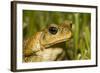 A Cane Toad in South Florida-Neil Losin-Framed Photographic Print