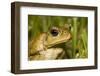 A Cane Toad in South Florida-Neil Losin-Framed Photographic Print