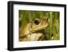 A Cane Toad in South Florida-Neil Losin-Framed Photographic Print