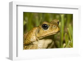 A Cane Toad in South Florida-Neil Losin-Framed Photographic Print