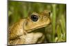 A Cane Toad in South Florida-Neil Losin-Mounted Photographic Print