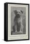 A Canine Veteran Dead, Drummer, the Dog of the Northumberland Fusiliers-null-Framed Stretched Canvas