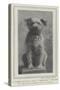 A Canine Veteran Dead, Drummer, the Dog of the Northumberland Fusiliers-null-Stretched Canvas