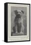 A Canine Veteran Dead, Drummer, the Dog of the Northumberland Fusiliers-null-Framed Stretched Canvas