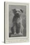 A Canine Veteran Dead, Drummer, the Dog of the Northumberland Fusiliers-null-Stretched Canvas