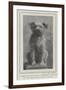 A Canine Veteran Dead, Drummer, the Dog of the Northumberland Fusiliers-null-Framed Giclee Print