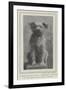 A Canine Veteran Dead, Drummer, the Dog of the Northumberland Fusiliers-null-Framed Giclee Print