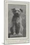 A Canine Veteran Dead, Drummer, the Dog of the Northumberland Fusiliers-null-Mounted Giclee Print