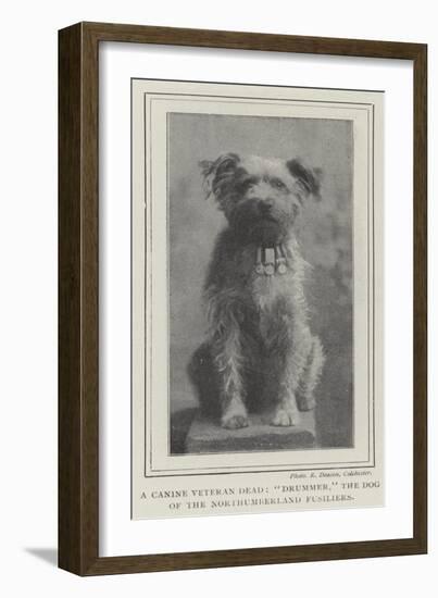 A Canine Veteran Dead, Drummer, the Dog of the Northumberland Fusiliers-null-Framed Giclee Print