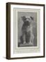 A Canine Veteran Dead, Drummer, the Dog of the Northumberland Fusiliers-null-Framed Giclee Print