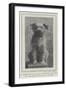 A Canine Veteran Dead, Drummer, the Dog of the Northumberland Fusiliers-null-Framed Giclee Print