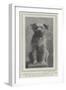 A Canine Veteran Dead, Drummer, the Dog of the Northumberland Fusiliers-null-Framed Giclee Print