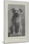 A Canine Veteran Dead, Drummer, the Dog of the Northumberland Fusiliers-null-Mounted Giclee Print