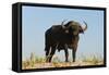 A Cape buffalo (Syncerus caffer), Chobe National Park, Botswana, Africa-Sergio Pitamitz-Framed Stretched Canvas