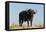 A Cape buffalo (Syncerus caffer), Chobe National Park, Botswana, Africa-Sergio Pitamitz-Framed Stretched Canvas