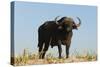 A Cape buffalo (Syncerus caffer), Chobe National Park, Botswana, Africa-Sergio Pitamitz-Stretched Canvas