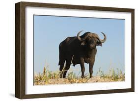 A Cape buffalo (Syncerus caffer), Chobe National Park, Botswana, Africa-Sergio Pitamitz-Framed Photographic Print