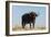 A Cape buffalo (Syncerus caffer), Chobe National Park, Botswana, Africa-Sergio Pitamitz-Framed Photographic Print