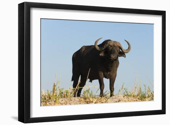 A Cape buffalo (Syncerus caffer), Chobe National Park, Botswana, Africa-Sergio Pitamitz-Framed Photographic Print