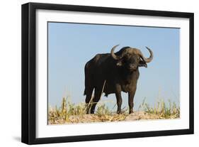 A Cape buffalo (Syncerus caffer), Chobe National Park, Botswana, Africa-Sergio Pitamitz-Framed Photographic Print