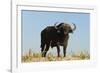 A Cape buffalo (Syncerus caffer), Chobe National Park, Botswana, Africa-Sergio Pitamitz-Framed Photographic Print