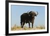 A Cape buffalo (Syncerus caffer), Chobe National Park, Botswana, Africa-Sergio Pitamitz-Framed Photographic Print