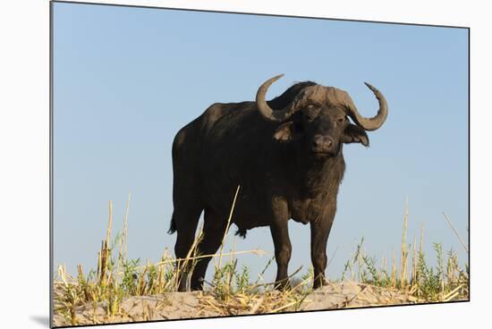 A Cape buffalo (Syncerus caffer), Chobe National Park, Botswana, Africa-Sergio Pitamitz-Mounted Photographic Print