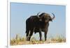 A Cape buffalo (Syncerus caffer), Chobe National Park, Botswana, Africa-Sergio Pitamitz-Framed Photographic Print