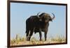 A Cape buffalo (Syncerus caffer), Chobe National Park, Botswana, Africa-Sergio Pitamitz-Framed Photographic Print