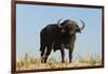 A Cape buffalo (Syncerus caffer), Chobe National Park, Botswana, Africa-Sergio Pitamitz-Framed Photographic Print