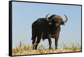 A Cape buffalo (Syncerus caffer), Chobe National Park, Botswana, Africa-Sergio Pitamitz-Framed Stretched Canvas