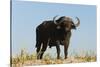 A Cape buffalo (Syncerus caffer), Chobe National Park, Botswana, Africa-Sergio Pitamitz-Stretched Canvas