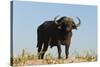 A Cape buffalo (Syncerus caffer), Chobe National Park, Botswana, Africa-Sergio Pitamitz-Stretched Canvas