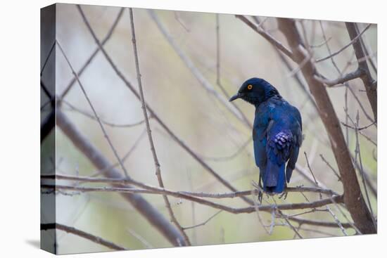 A Cape Glossy Starling, Lamprotornis Nitens, Rests on a Branch in Etosha National Park-Alex Saberi-Stretched Canvas