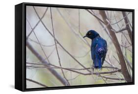 A Cape Glossy Starling, Lamprotornis Nitens, Rests on a Branch in Etosha National Park-Alex Saberi-Framed Stretched Canvas