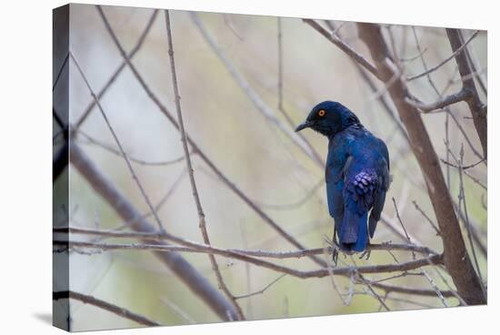 A Cape Glossy Starling, Lamprotornis Nitens, Rests on a Branch in Etosha National Park-Alex Saberi-Stretched Canvas