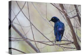 A Cape Glossy Starling, Lamprotornis Nitens, Rests on a Branch in Etosha National Park-Alex Saberi-Stretched Canvas