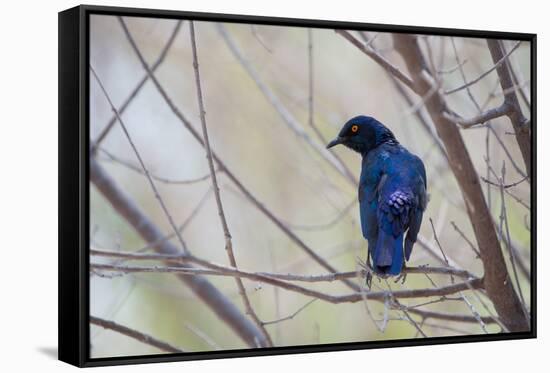 A Cape Glossy Starling, Lamprotornis Nitens, Rests on a Branch in Etosha National Park-Alex Saberi-Framed Stretched Canvas