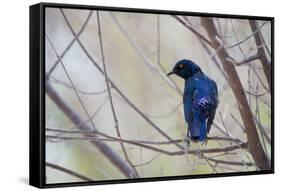 A Cape Glossy Starling, Lamprotornis Nitens, Rests on a Branch in Etosha National Park-Alex Saberi-Framed Stretched Canvas