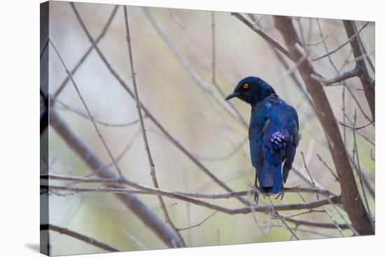 A Cape Glossy Starling, Lamprotornis Nitens, Rests on a Branch in Etosha National Park-Alex Saberi-Stretched Canvas