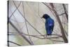 A Cape Glossy Starling, Lamprotornis Nitens, Rests on a Branch in Etosha National Park-Alex Saberi-Stretched Canvas