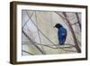 A Cape Glossy Starling, Lamprotornis Nitens, Rests on a Branch in Etosha National Park-Alex Saberi-Framed Photographic Print