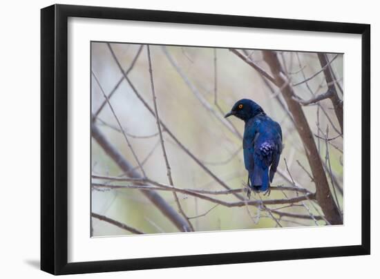 A Cape Glossy Starling, Lamprotornis Nitens, Rests on a Branch in Etosha National Park-Alex Saberi-Framed Photographic Print