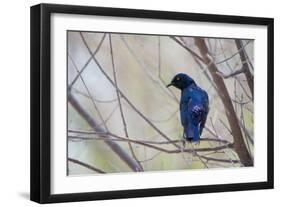 A Cape Glossy Starling, Lamprotornis Nitens, Rests on a Branch in Etosha National Park-Alex Saberi-Framed Photographic Print