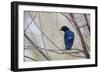 A Cape Glossy Starling, Lamprotornis Nitens, Rests on a Branch in Etosha National Park-Alex Saberi-Framed Photographic Print