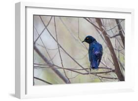 A Cape Glossy Starling, Lamprotornis Nitens, Rests on a Branch in Etosha National Park-Alex Saberi-Framed Photographic Print